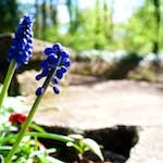 Image: Third image from the photoset 'escher blummen (li)'.