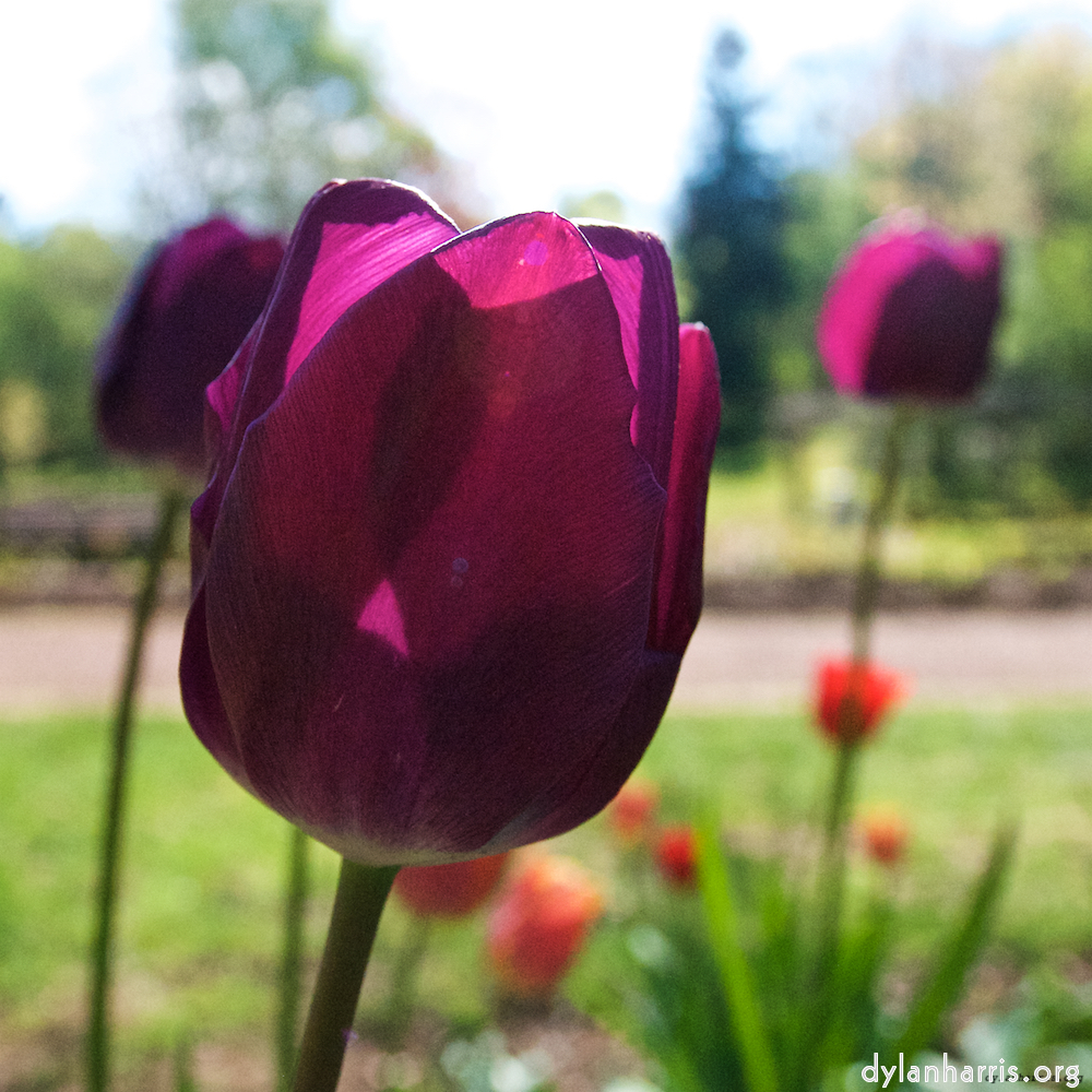 Image: Image 'escher blummen (lii) 2'.