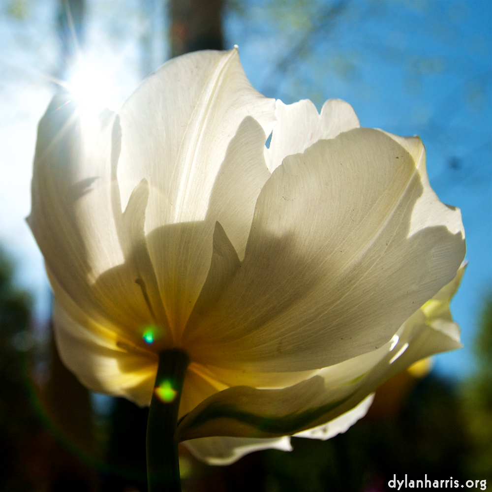 Image: Image 'escher blummen (lii) 3'.