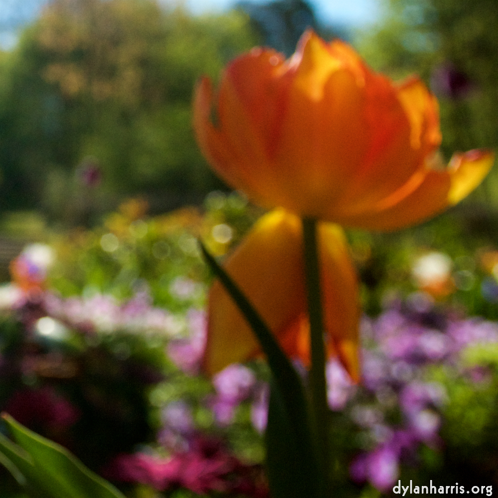 Image: Image 'escher blummen (lii) 6'.