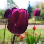 Image: Second image from the photoset 'escher blummen (lii)'.