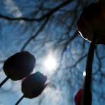 Image: Fifth image from the photoset 'escher blummen (lii)'.