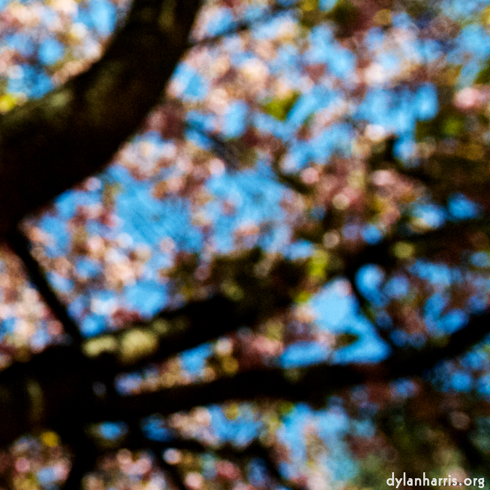 Image: Image 'escher blummen (liii) 1'.