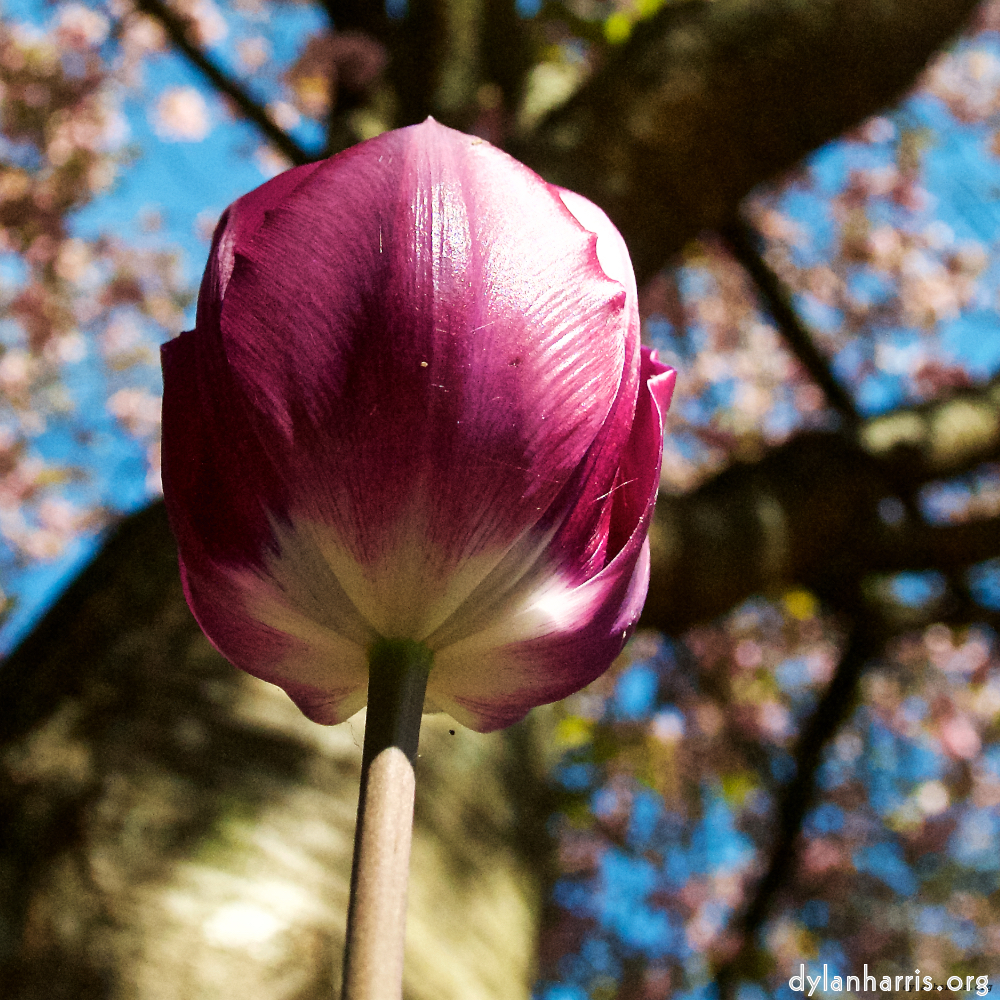 Image: Image 'escher blummen (liii) 4'.