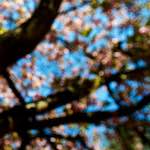 Image: First image from the photoset 'escher blummen (liii)'.