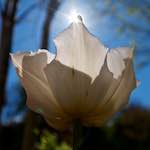 Image: Second image from the photoset 'escher blummen (liii)'.