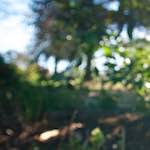 Image: Third image from the photoset 'escher blummen (liii)'.