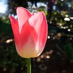 Image: Sixth image from the photoset 'escher blummen (liii)'.