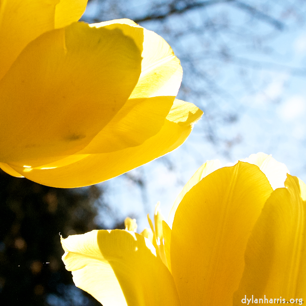 Image: Image 'escher blummen (liv) 3'.