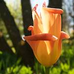 Image: First image from the photoset 'escher blummen (liv)'.