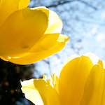 Image: Third image from the photoset 'escher blummen (liv)'.