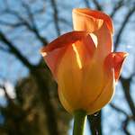 Image: Fourth image from the photoset 'escher blummen (liv)'.