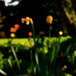 Image: Fifth image from the photoset 'escher blummen (liv)'.