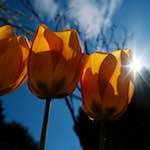 Image: Sixth image from the photoset 'escher blummen (liv)'.