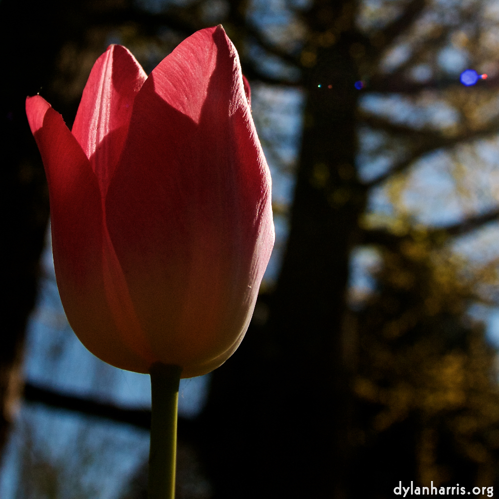 Image: Image 'escher blummen (lv) 1'.