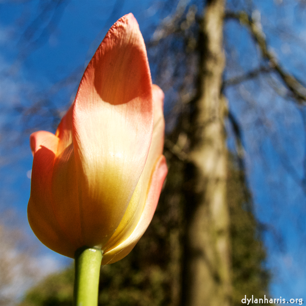 Image: Image 'escher blummen (lv) 2'.