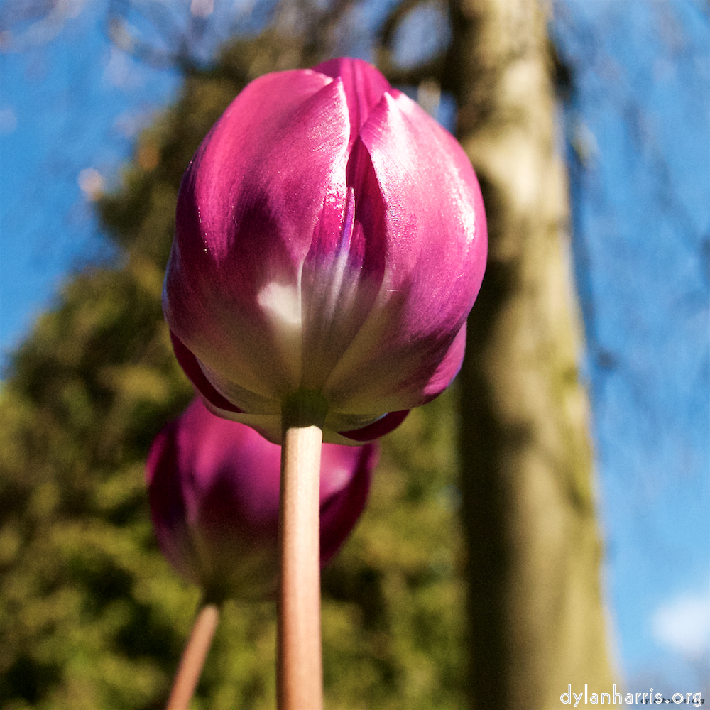 Image: Image 'escher blummen (lv) 3'.