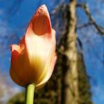 Image: Second image from the photoset 'escher blummen (lv)'.