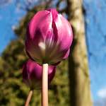 Image: Third image from the photoset 'escher blummen (lv)'.