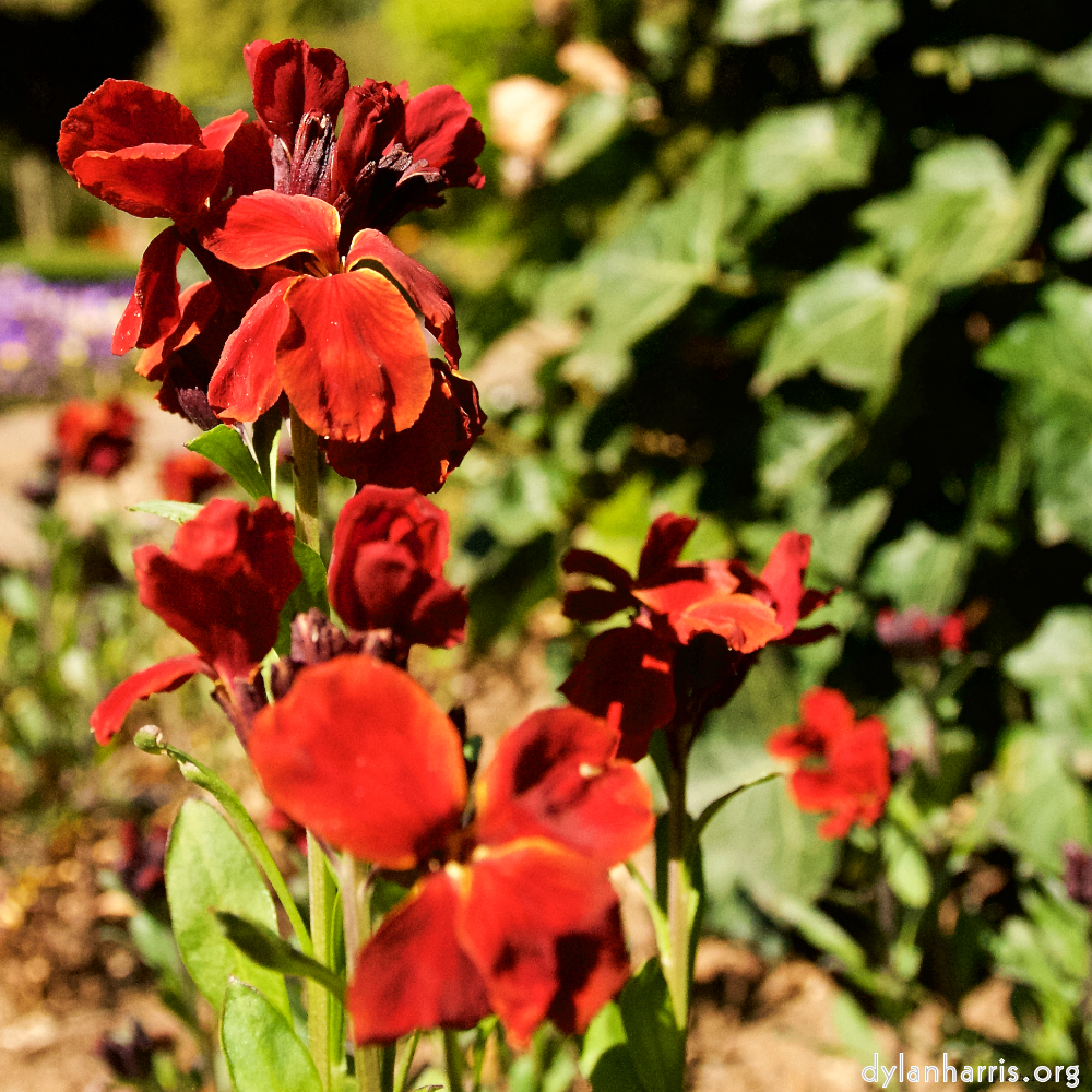 Image: Image 'escher blummen (lvi) 2'.