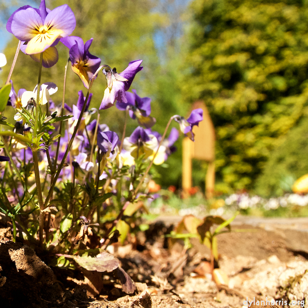 Image: Image 'escher blummen (lvi) 5'.