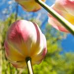 Image: First image from the photoset 'escher blummen (lvi)'.