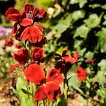 Image: Second image from the photoset 'escher blummen (lvi)'.