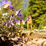 Image: Fifth image from the photoset 'escher blummen (lvi)'.