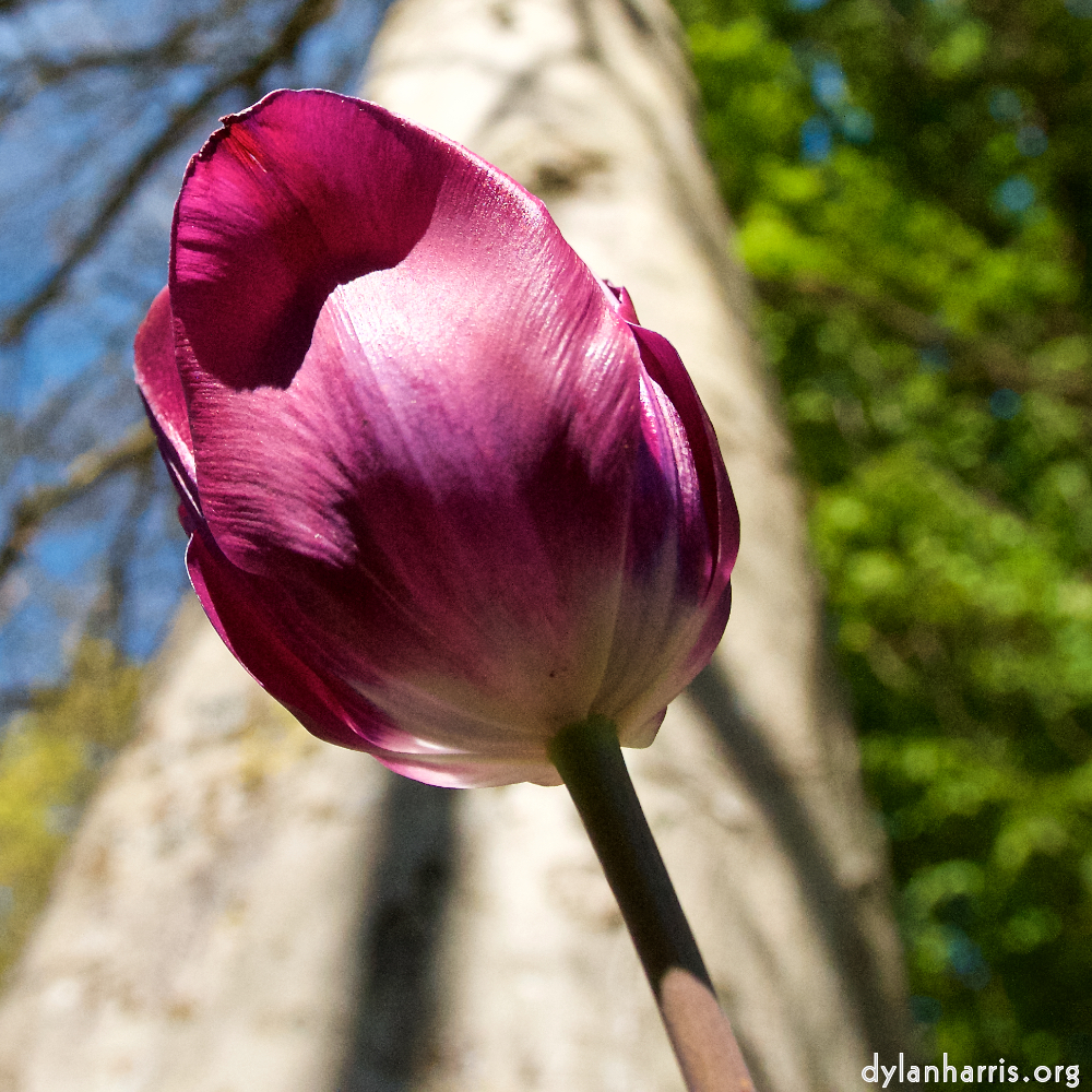 Image: Image 'escher blummen (lvii) 1'.