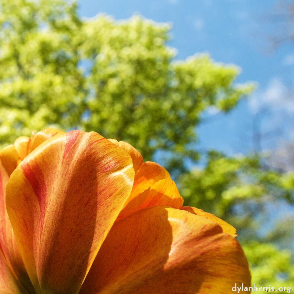 Image: Image 'escher blummen (lvii) 3'.