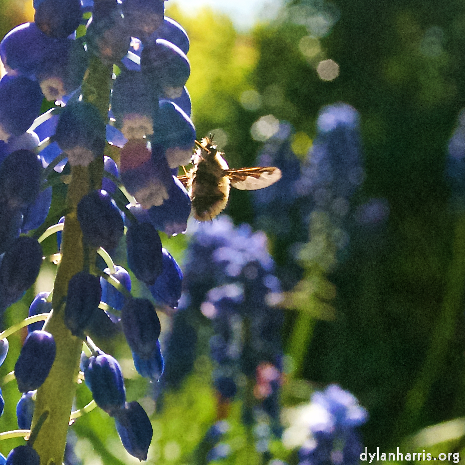 Image: Image 'escher blummen (lvii) 5'.