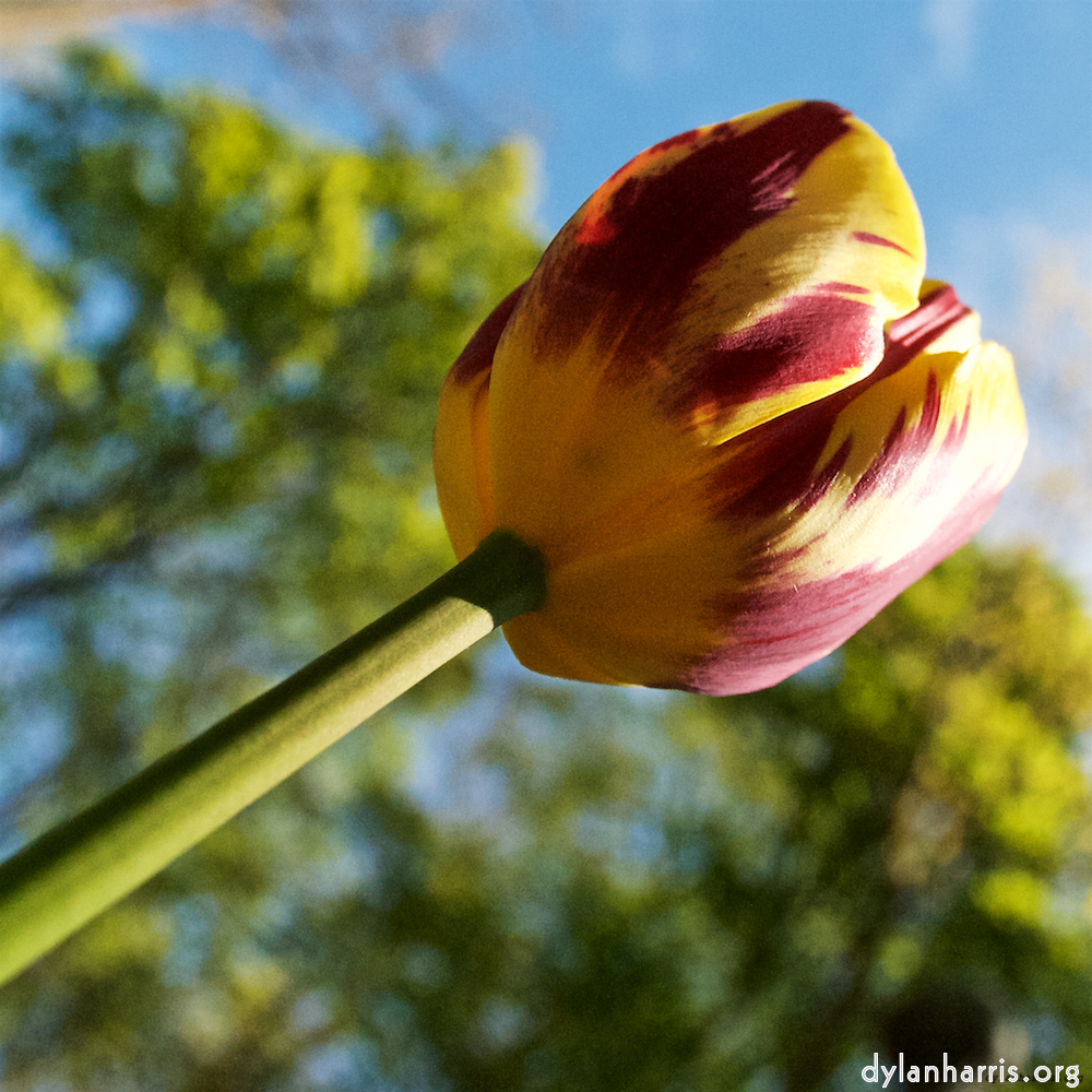 Image: Image 'escher blummen (lvii) 6'.