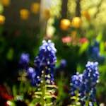 Image: Second image from the photoset 'escher blummen (lvii)'.