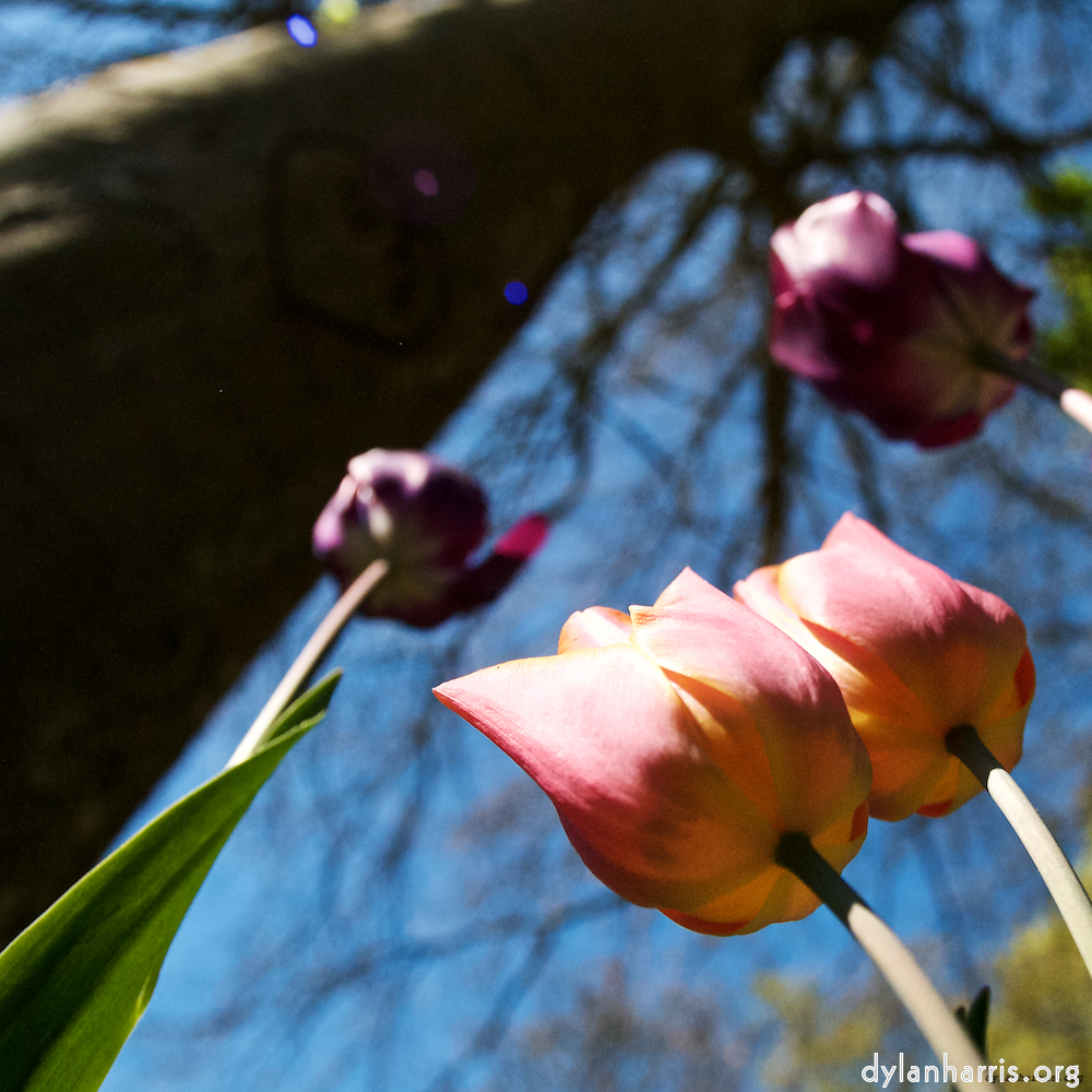 Image: Image 'escher blummen (lviii) 4'.