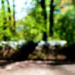 Image: Third image from the photoset 'escher blummen (lviii)'.