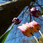 Image: Fourth image from the photoset 'escher blummen (lviii)'.