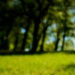 Image: Fifth image from the photoset 'escher blummen (lviii)'.