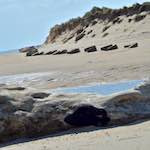 Second image from the photoset 'alnmouth (ii)'.