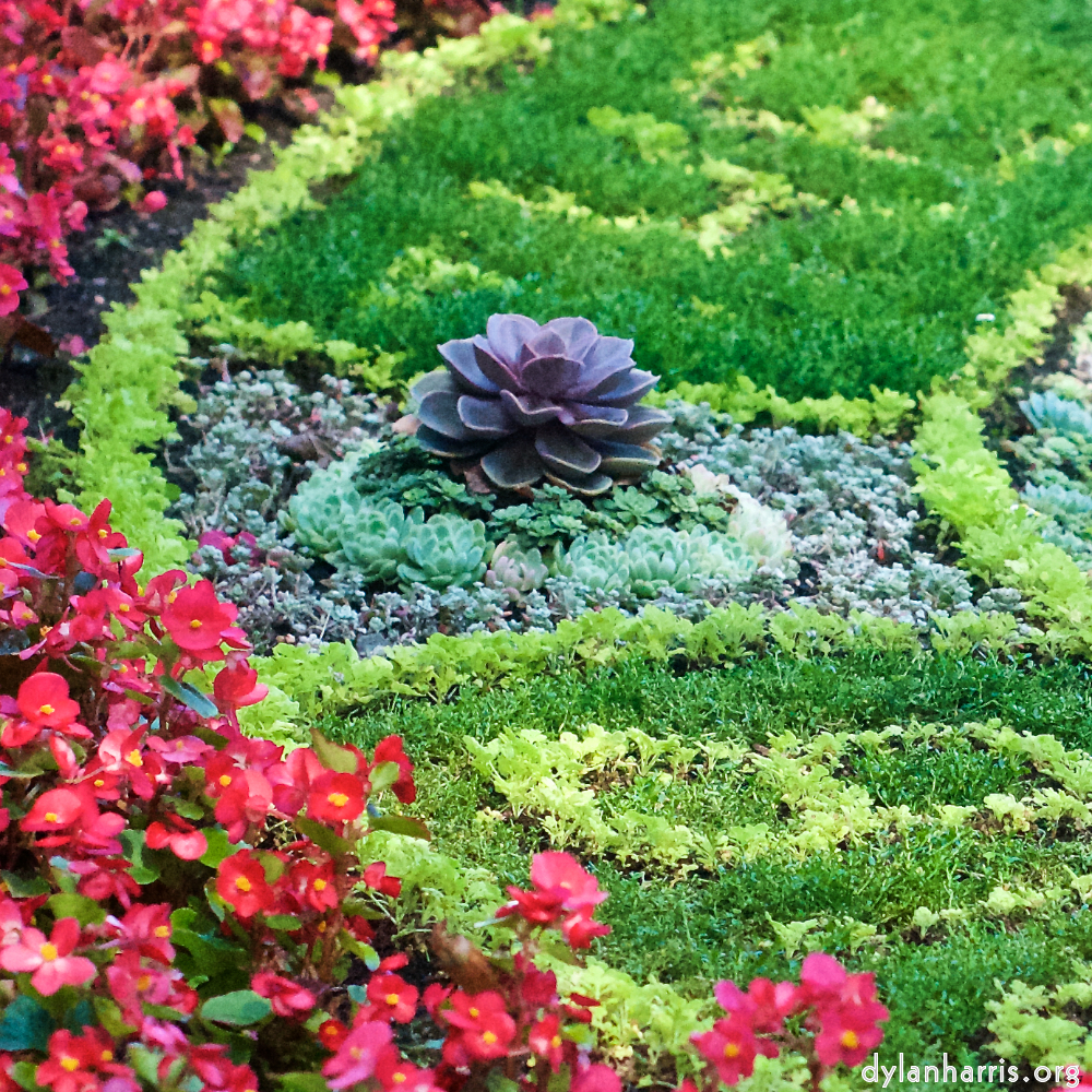 Image: Image 'flower (vi) 1'.