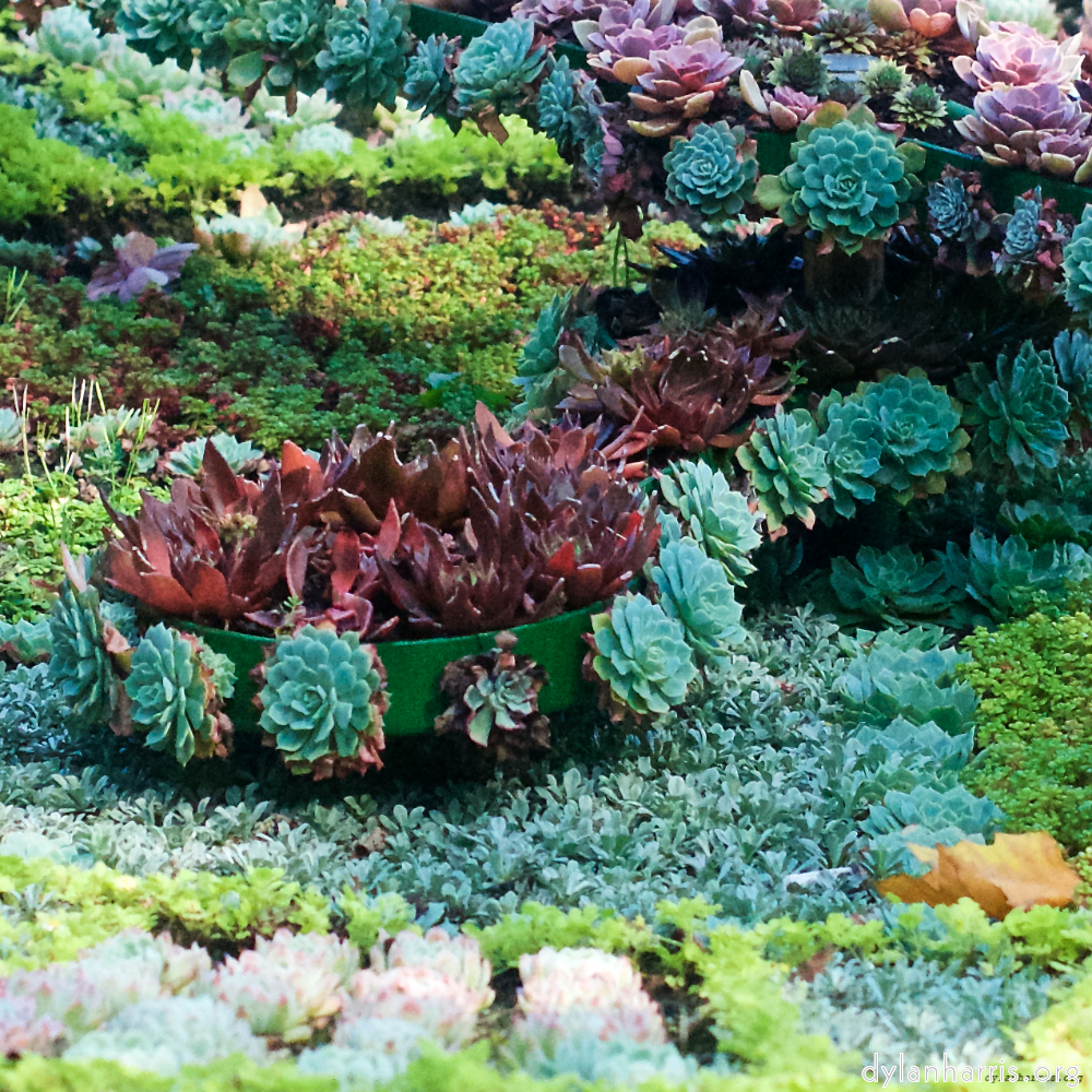 Image: Image 'flower (vi) 2'.