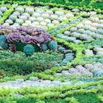 Image: Third image from the photoset 'flower (vi)'.