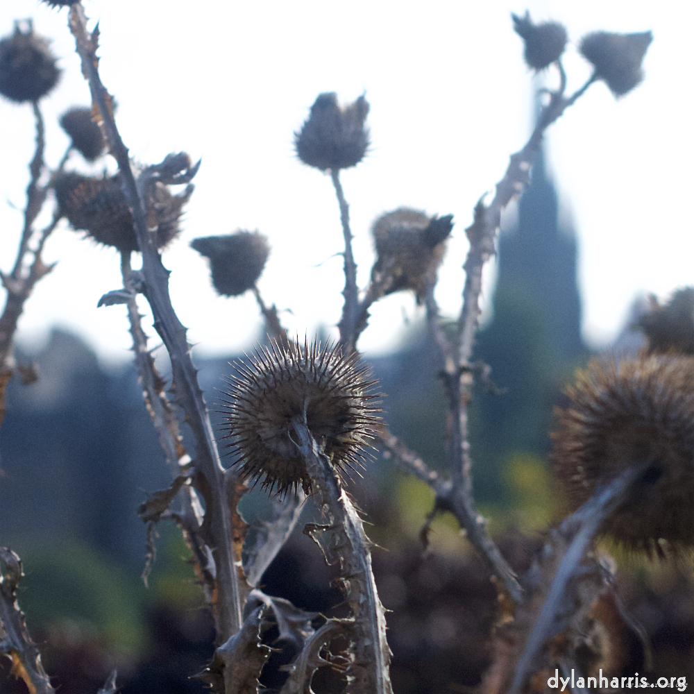 image: This is &lsquo;flower (vii) 2&rsquo;.