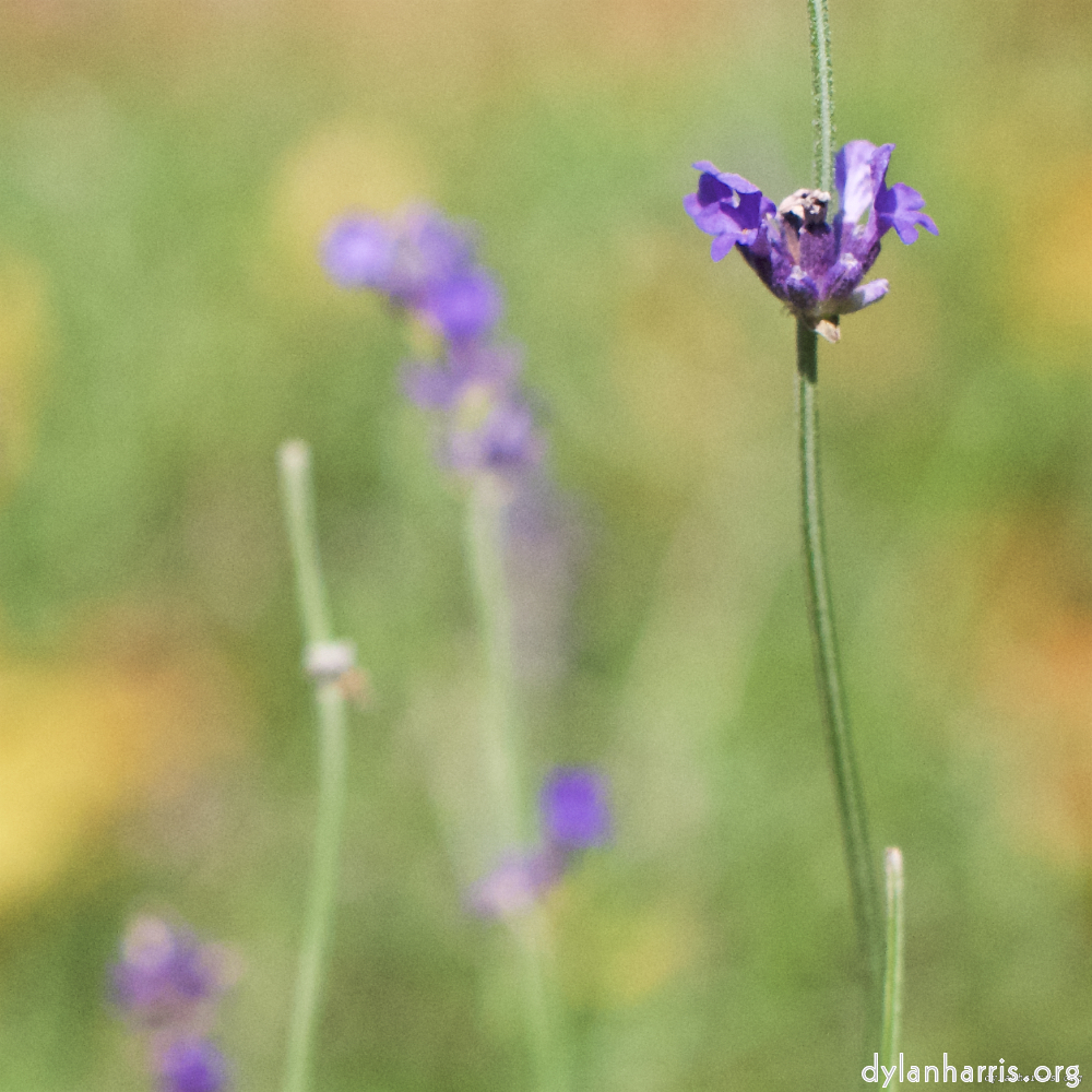 Image: Image 'flower (vii) 3'.