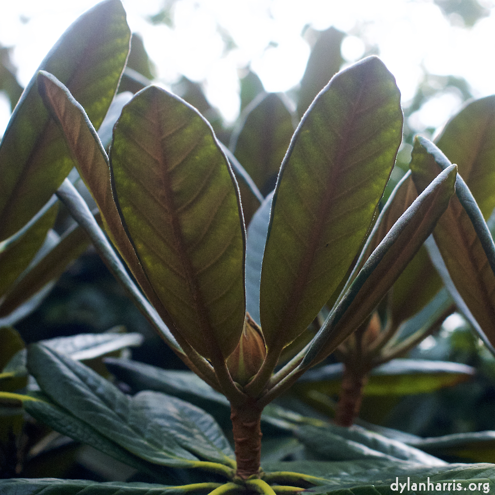 image: This is &lsquo;flower (vii) 4&rsquo;.