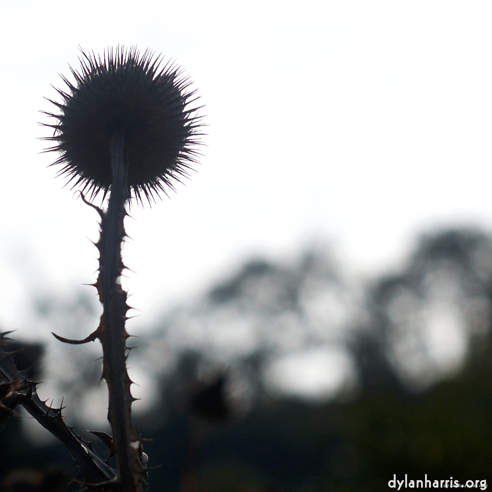 image: This is &lsquo;flower (vii) 5&rsquo;.