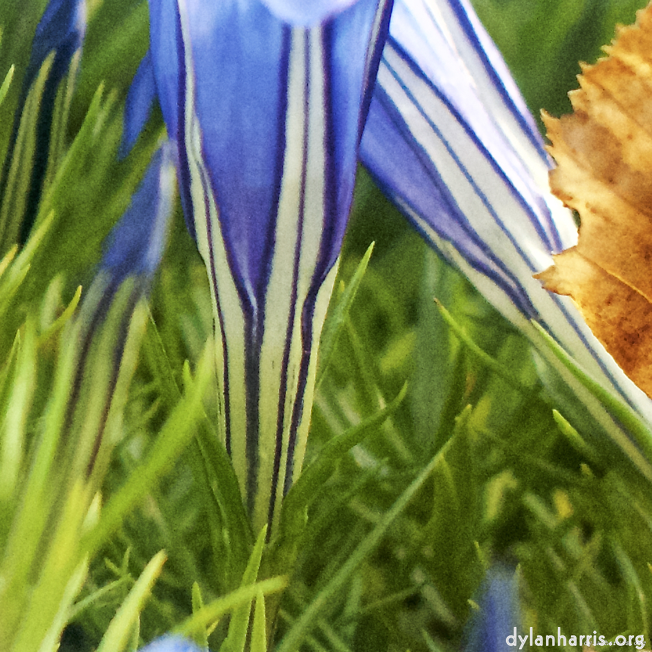 image: This is &lsquo;flower (vii) 7&rsquo;.