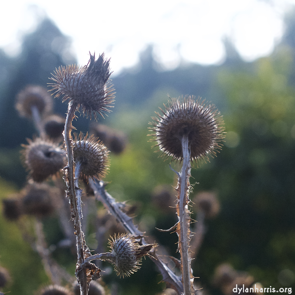 image: This is &lsquo;flower (vii) 8&rsquo;.