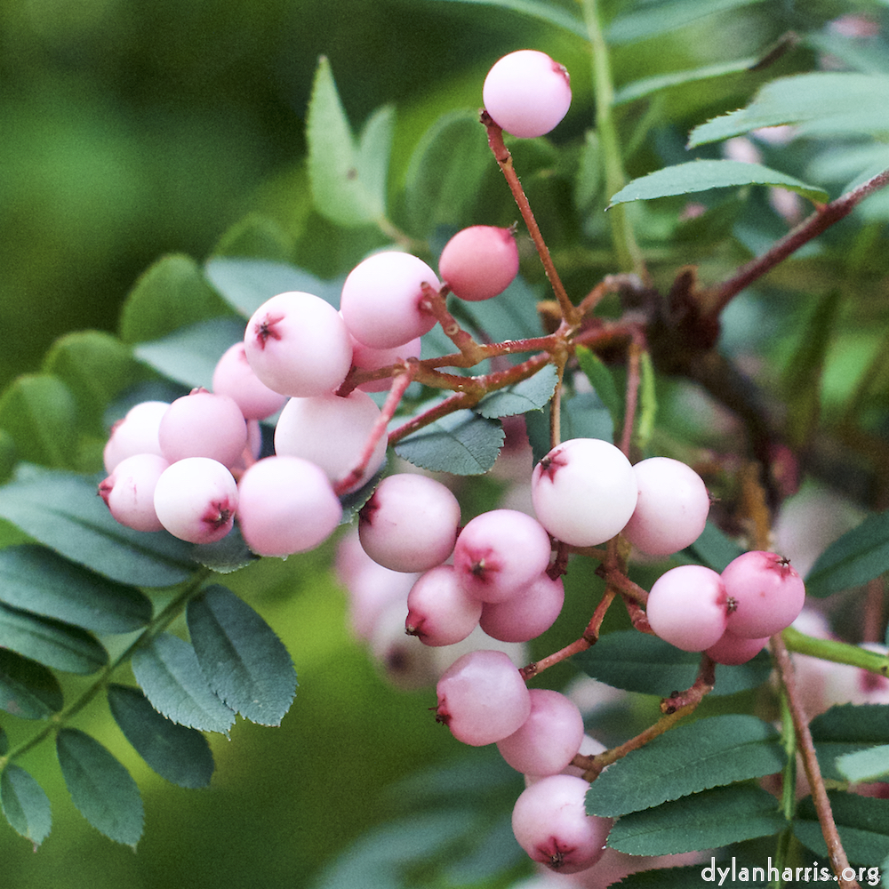 image: This is &lsquo;flower (vii) 9&rsquo;.