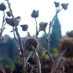 image: Image from the photoset &lsquo;flower (vii)&rsquo;.