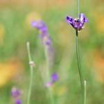 image: Image from the photoset &lsquo;flower (vii)&rsquo;.